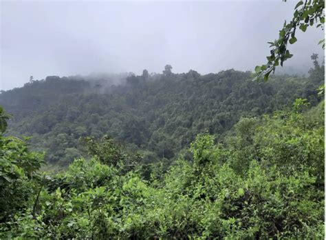 Bosque Seco Ser Protegido En Santa Elena