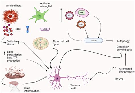 Different Pathways Involved In Neurodegeneration In AD Amyloid Beta