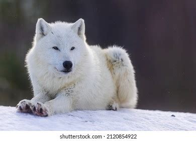 Arctic Wolf Canis Lupus Arctos Resting Stock Photo