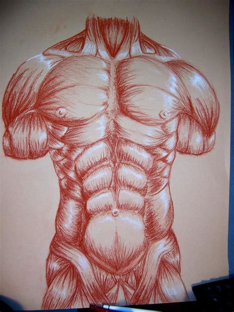 Muscle Drawing For College By Camt On Deviantart Anatomie Images