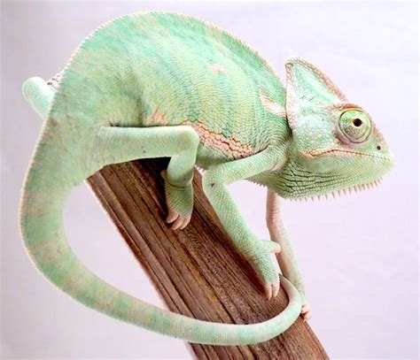 Veiled Chameleon Caresheet Reptile Rapture