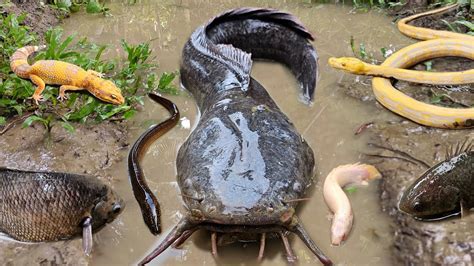 Tangkap Gurame Besar Dalam Lubang Ada Ikan Lele Jumbo Ikan Hias Ikan