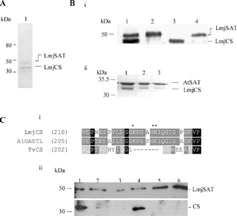 Figure 1 From Two Pathways For Cysteine Biosynthesis In Leishmania