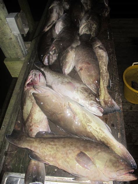 Grouper Jigging In Nc Tomorrow Nov 13 Bass Barn