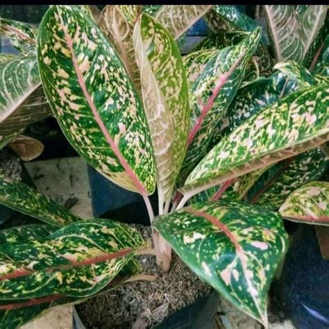 Aglaonema Donna Carmen Tanaman Hias Indoor Plant Houseplant Lazada