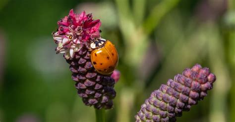 What Do Ladybugs Eat? Learn About These Curious Creatures