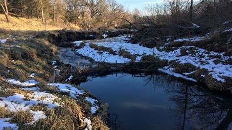 Restoring Rare Habitats For Wildlife And Water Quality Beaver Habitat Virtual Field Day