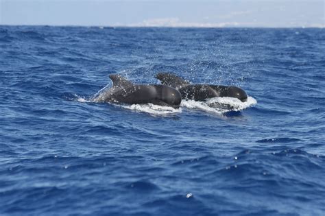 Short finned Pilot whale Archives - Whale & Dolphin Conservation Australia