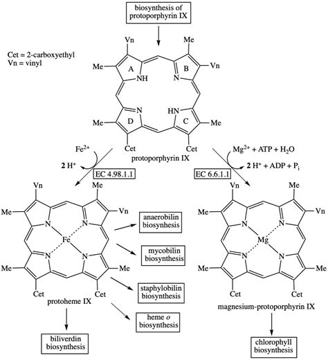 Porphyrin Biosynthesis Part