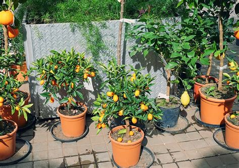 Kumquat Tree Guide: How to Grow & Care For Kumquat Trees