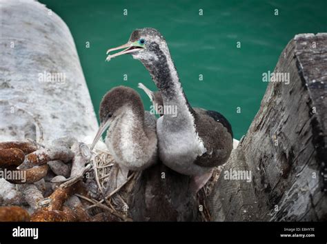 The Spotted Shag Or Parekareka Stictocarbo Punctatus Is A Species Of