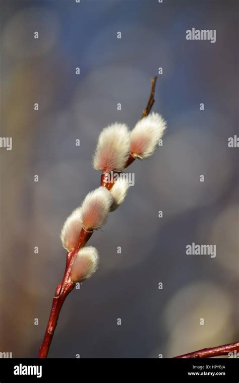 Pussy Willow Branch Detail Stock Photo Alamy