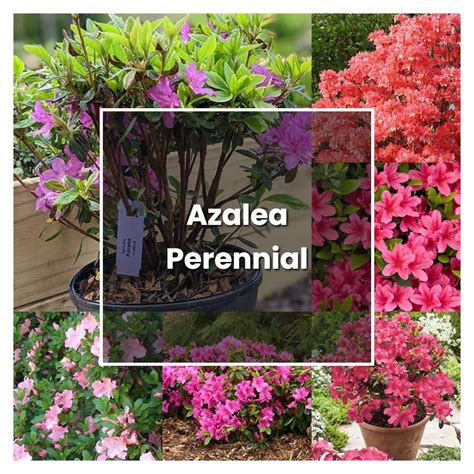 How To Grow Azalea Perennial Plant Care And Tips Norwichgardener