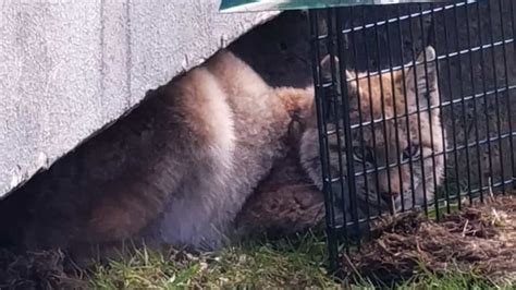 Hungriger Luchs in Braunlage eingefangen Gefahr für Tierhalter gebannt