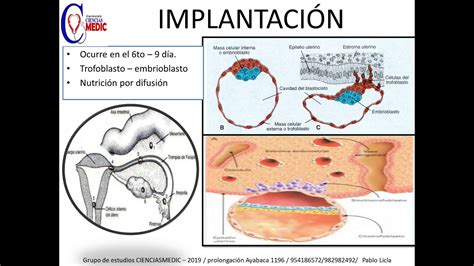 Embriolog A Segunda Semana Implantaci N Resumen Youtube