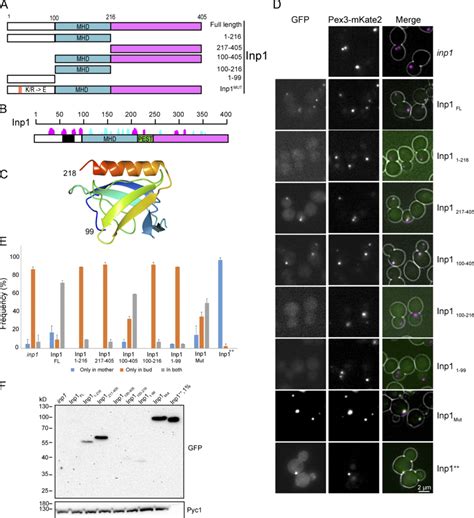 Analysis Of The Three Domains Of Inp A Schematic Representation Of