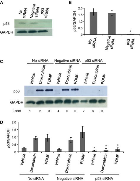 Successful SiRNA Knockdown Of P53 In A549 Cells A And B Western Blot