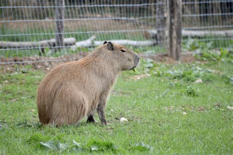 Understanding the Lifespan of a Capybara - Baby Capybara