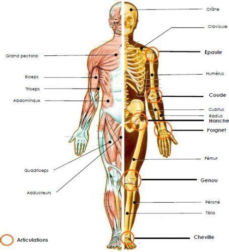 Le Corps Humain Les Articulations