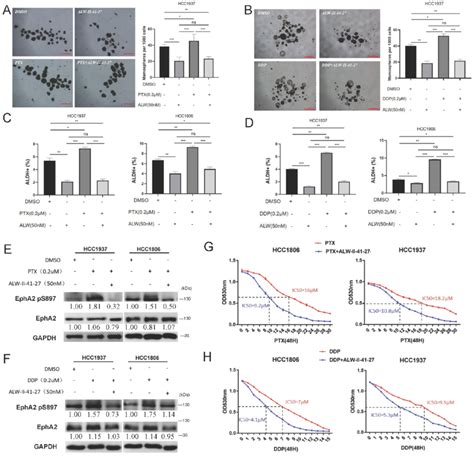 Inhibiting EphA2 Phosphorylation By ALW II 41 27 Impedes BLBC Cell