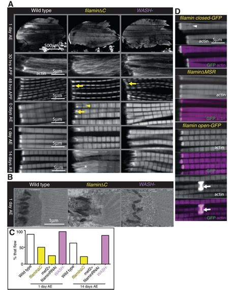 Figures And Data In Novel Functions For Integrin Associated Proteins