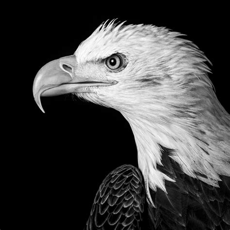 Paul Coghlin — New work: RAPTOR - black and white portraits of birds of prey