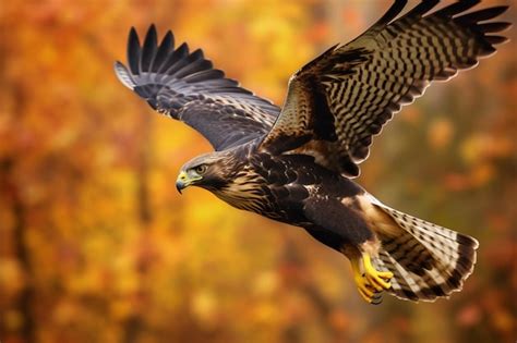 Premium AI Image A Hawk With A Black Tail And Yellow Markings Flie