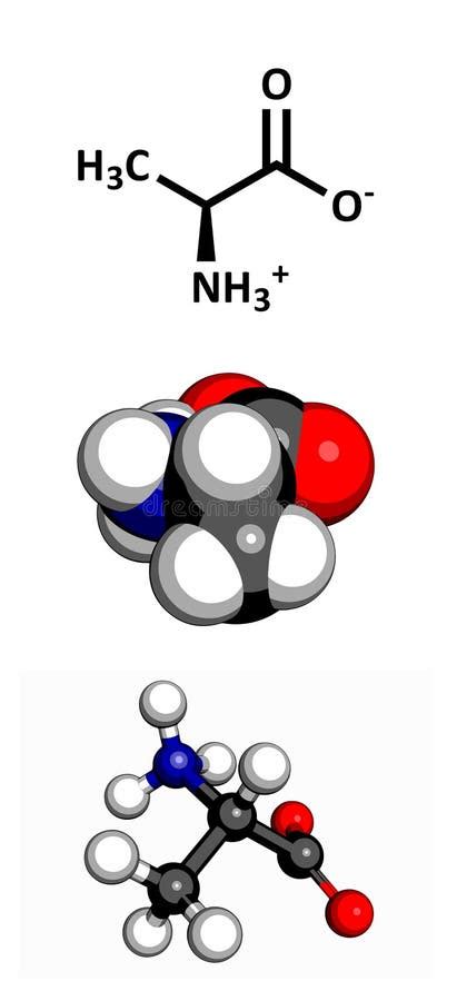 Estructuras Qu Micas De Amino Cidos Glicina Alanina Valina Leucina