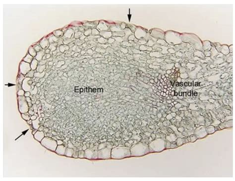 Secretory System In Plants External Secretory And Internal Secretory Tissues Biology Notes