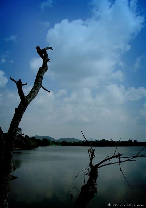 Branch With Clouds By Sadunk On Deviantart