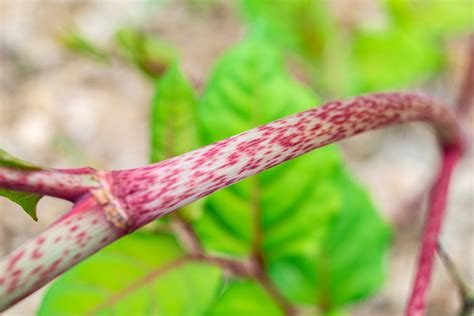 What Do Japanese Knotweed Stems Look Like Japanese Knotweed Ltd