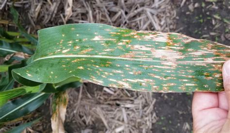 Foliar Disease Management In Corn Indiana Field Crop Pathology