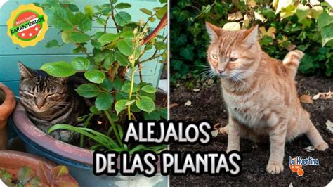 5 formas efectivas de espantar gatos de tu jardín Actualizado