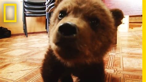 Adorable Baby Brown Bear Rescued National Geographic Youtube