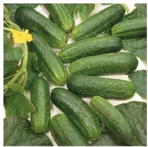 CYBEXIS Cucumber Gherkin Parisian Pickling Vegetable Seeds500 Seeds