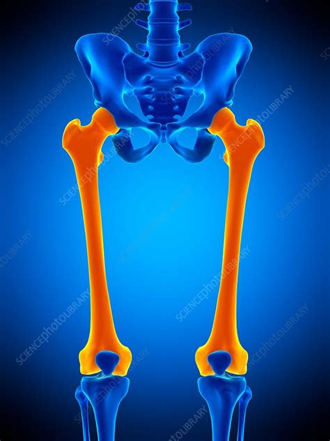 Thigh Bones Illustration Stock Image F Science Photo Library