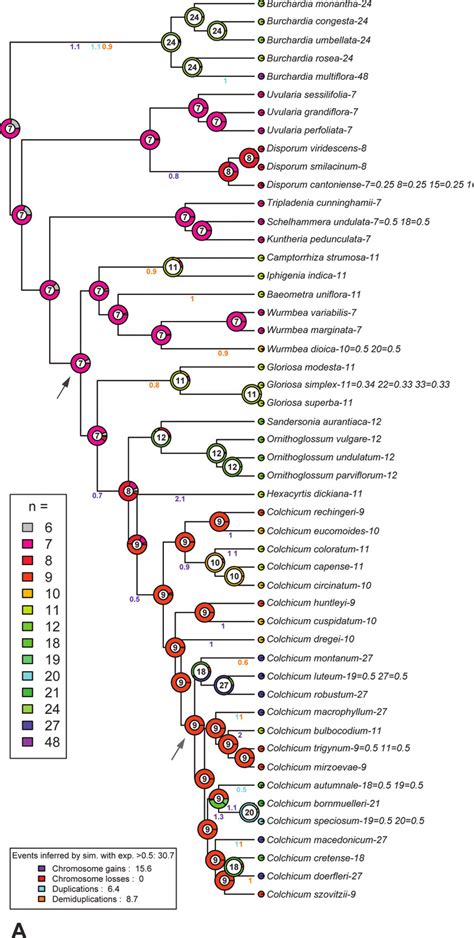 Chromosome-number reconstructions for the Colchicaceae. Numbers at the ...