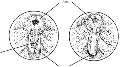 Reproductive Organ Of Male And Female Tilapia Fish Fao 1976