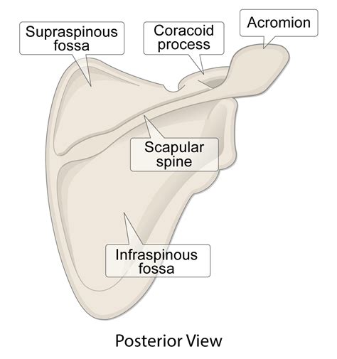 Scapula Bone Anatomy Structure And Labeled Diagram 60 OFF