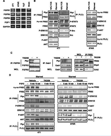 Figure 1 From Targeting Fibroblast Growth Factor Receptors Blocks Pi3k