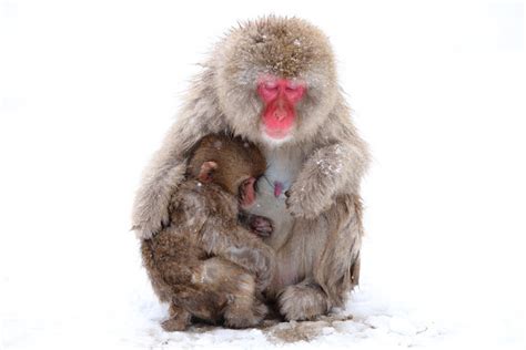 Facts About Snow Monkey