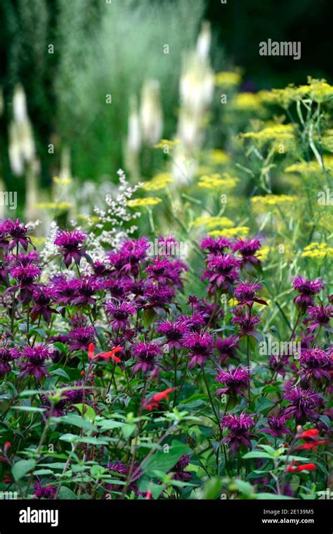 Monarda On Parade Magenta Flowersflowerfloweringperennialgarden