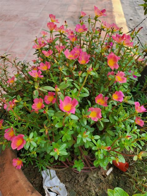 Purslane Like Plant With Flowers Near Manila Rwhatsthisplant