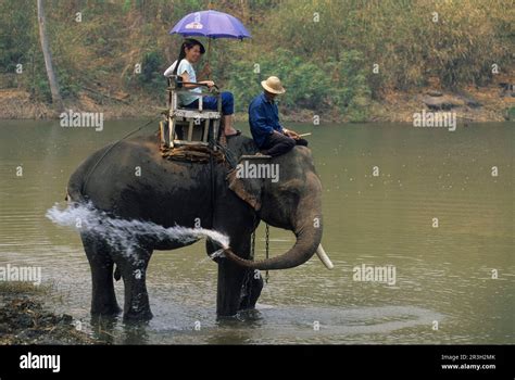 Asian Elephant Indian Elephant Asian Elephants Elephas Maximus