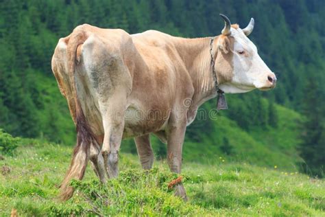 Vacas Vacas Que Pastan En Un Campo Verde Vacas En Los Prados Alpinos