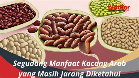 Segudang Manfaat Kacang Arab yang Masih Jarang Diketahui - Biotifor