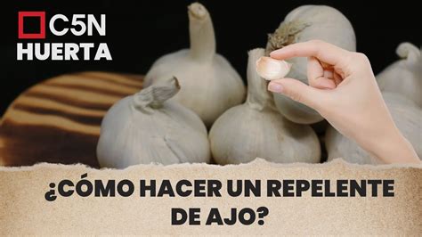 C Mo Hacer Un Repelente De Ajo Para Proteger A Las Plantas Contra Los