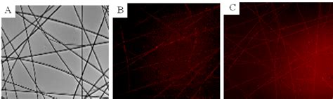 Figure 1 From Electrospinning Of Poly L Lactide Nanofibers