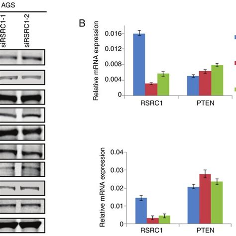 Rsrc Regulates Pten Expression In Gc Cells A Western Blot Analysis