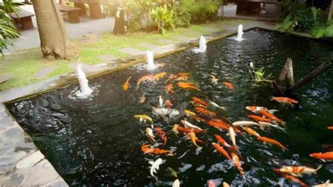 How To Improve Your Koi Pond Oasis Essential Tips For A Thriving Aquatic Paradise